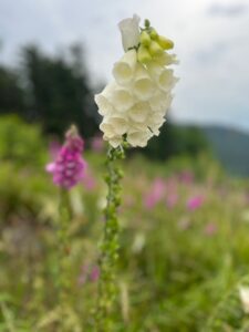kuźmińska ilona naparstnica