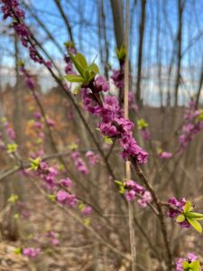 kuźmińska ilona wawrzynek wilczełyko